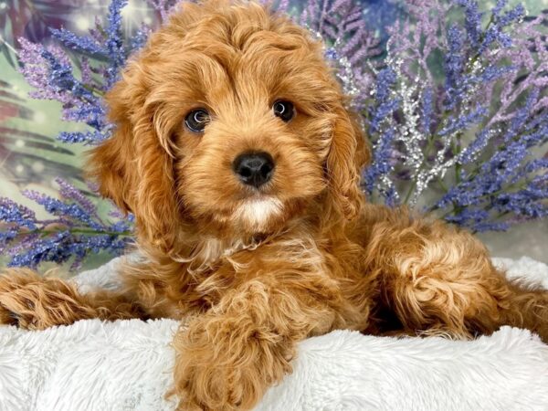 Cavapoo DOG Male Red 1977 Petland Lancaster, Ohio