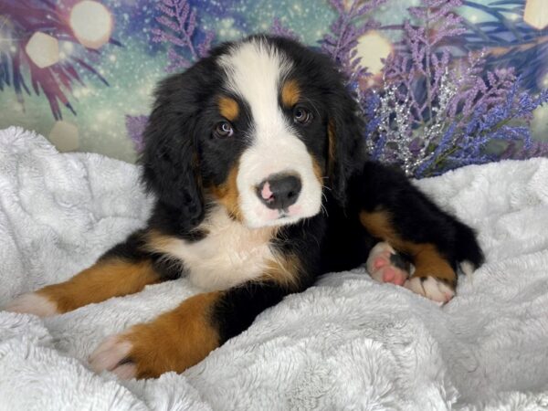 Bernese Mountain Dog DOG Male tri 2000 Petland Lancaster, Ohio