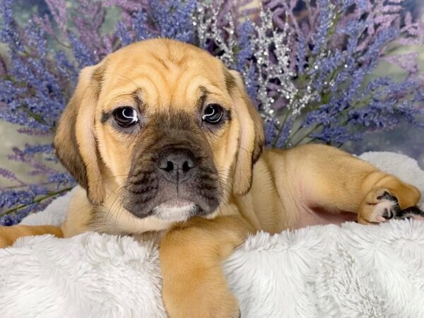 Puggle DOG Male Fawn 1991 Petland Lancaster, Ohio