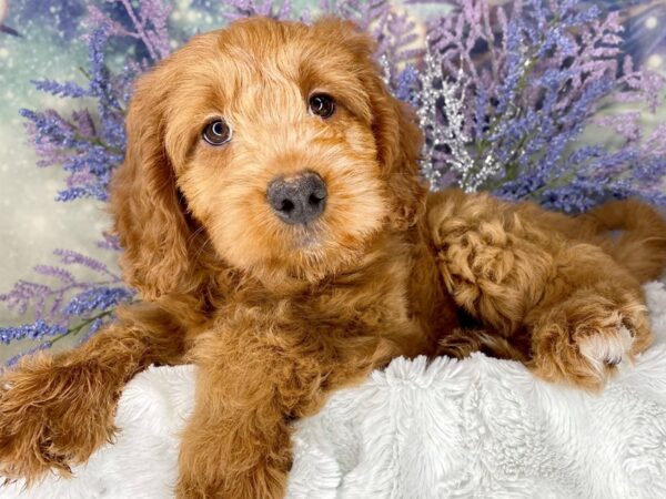 Goldendoodle Mini-DOG-Female-Dark Red-1994-Petland Lancaster, Ohio