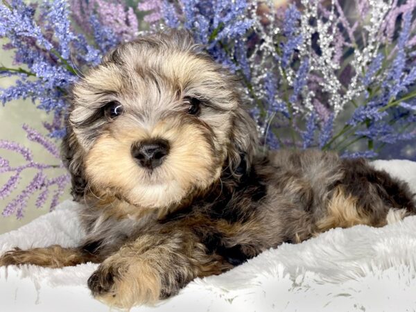 Havapoo DOG Female blue merle with tan points 1995 Petland Lancaster, Ohio