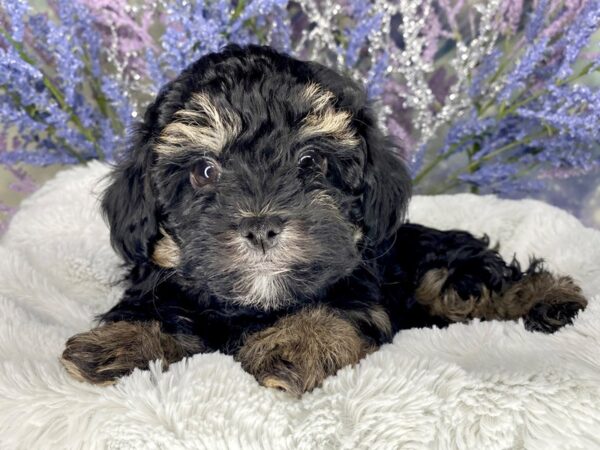 Havapoo-DOG-Female-Black Phantom-1996-Petland Lancaster, Ohio