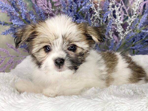 HavaPom DOG Male white and brown 1998 Petland Lancaster, Ohio