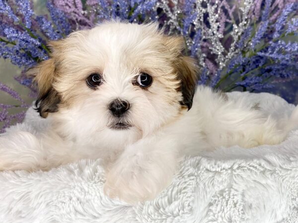Teddy Bear-DOG-Female-white and brown-1997-Petland Lancaster, Ohio