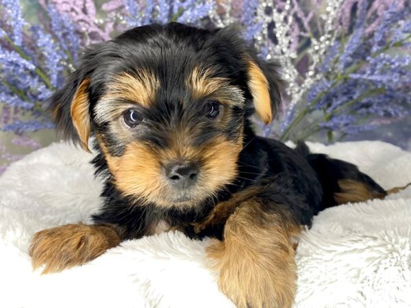 Yorkshire Terrier DOG Male Blk and Tan 2001 Petland Lancaster, Ohio