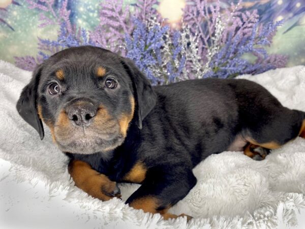 Rottweiler DOG Female Black / Mahogany 2002 Petland Lancaster, Ohio