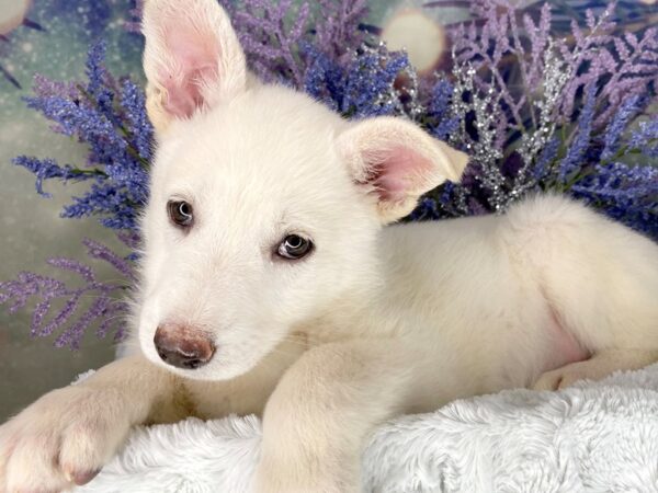 German Shepherd Dog-DOG-Female-White-2003-Petland Lancaster, Ohio