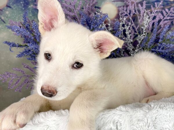 German Shepherd Dog DOG Female White 2003 Petland Lancaster, Ohio