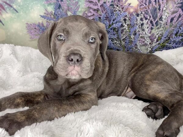 Cane Corso DOG Male Blue Brindle 2004 Petland Lancaster, Ohio