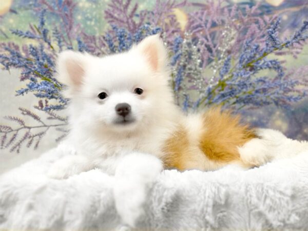 Pomeranian-DOG-Female-Cream Sable-2005-Petland Lancaster, Ohio