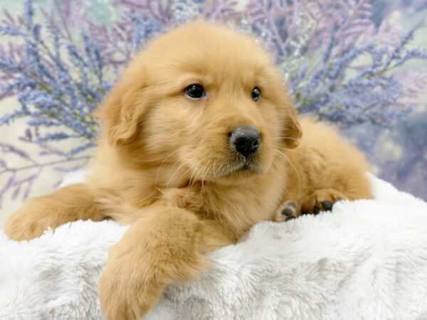 Golden Retriever DOG Male Golden 2006 Petland Lancaster