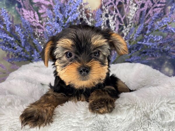 Yorkshire Terrier DOG Male Blk And Gold 1999 Petland Lancaster, Ohio