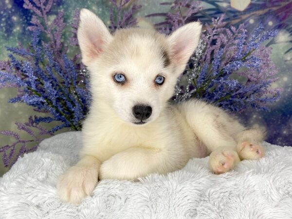 Pomsky DOG Female Blue Merle 2007 Petland Lancaster, Ohio