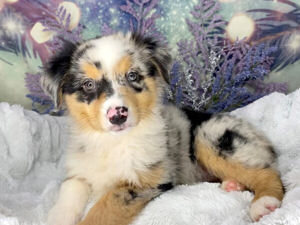 Australian Shepherd DOG Female Blue Merle 2016 Petland Lancaster, Ohio