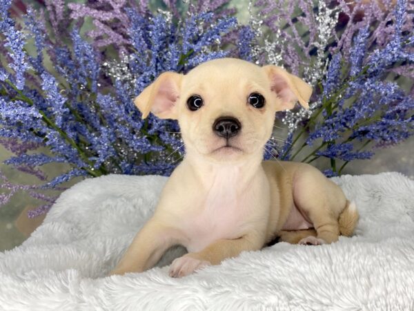 Chihuahua DOG Female Cream 2015 Petland Lancaster, Ohio