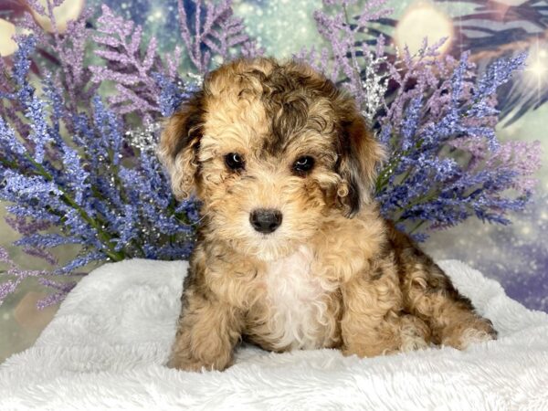 Miniature Poodle-DOG-Male-Red Merle-2014-Petland Lancaster, Ohio