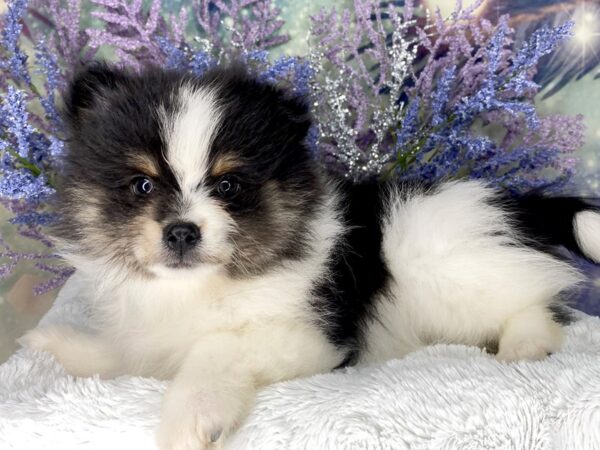 Pomeranian DOG Male Black White / Tan 2013 Petland Lancaster, Ohio