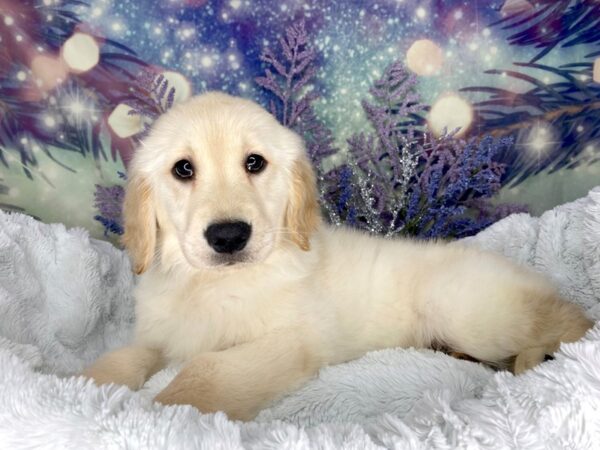Golden Retriever-DOG-Female-Light Golden-2012-Petland Lancaster, Ohio