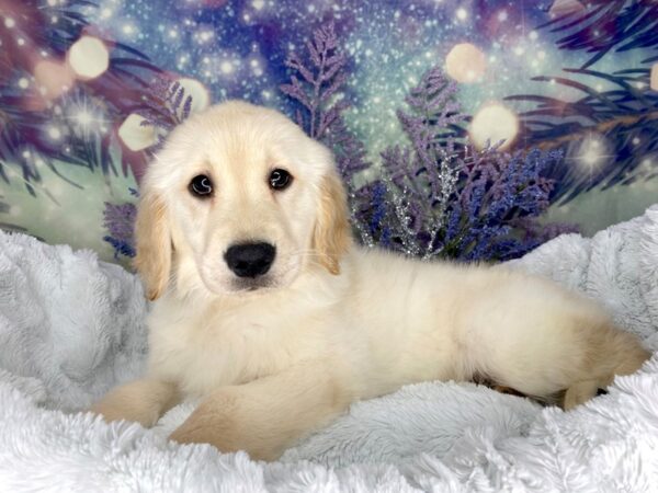 Golden Retriever DOG Female Light Golden 2012 Petland Lancaster, Ohio