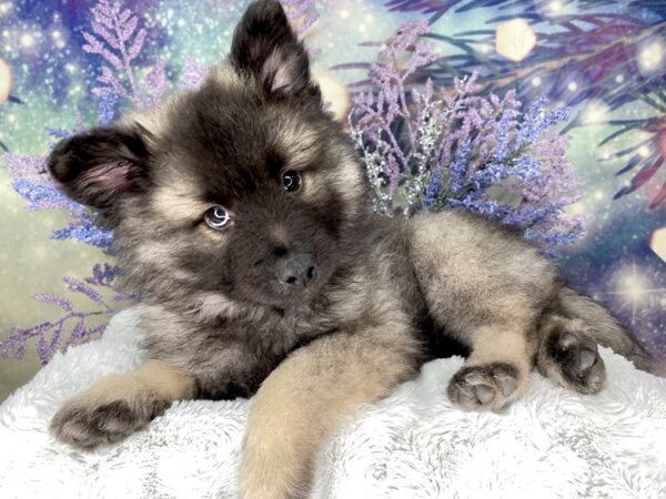 Keeshond DOG Female Silver Sable 2008 Petland Lancaster, Ohio