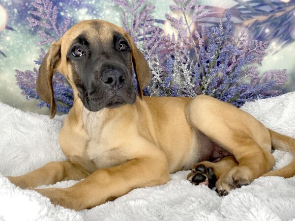 Great Dane DOG Female Fawn 2018 Petland Lancaster, Ohio