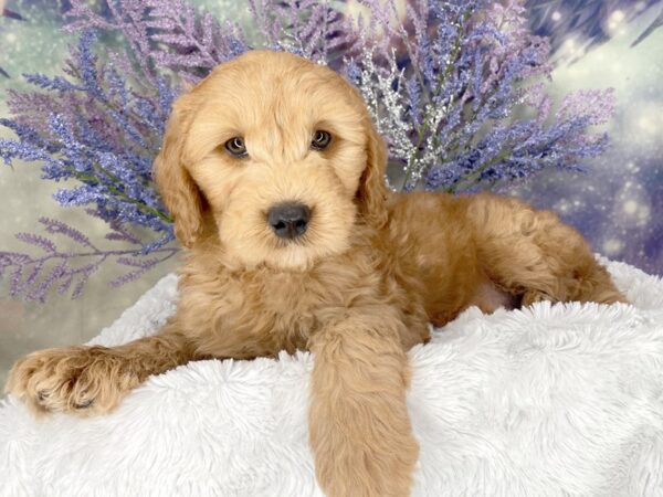 Mini Goldendoodle DOG Male rd 2024 Petland Lancaster, Ohio