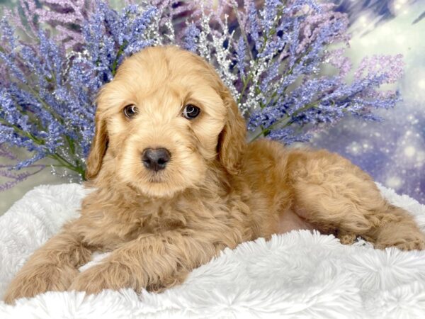 Mini Goldendoodle DOG Female rd 2023 Petland Lancaster, Ohio