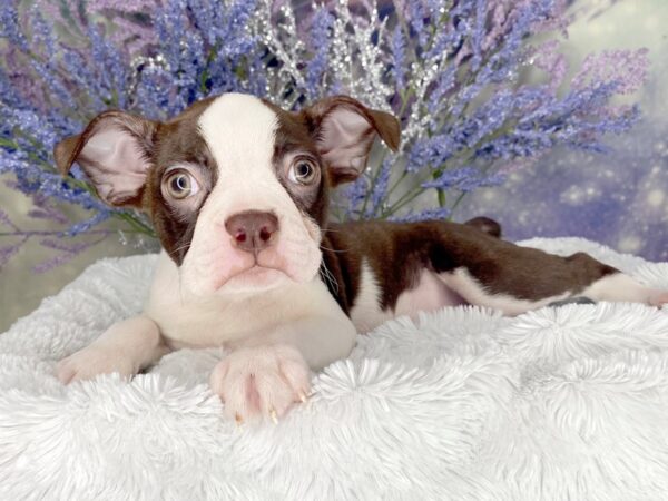 Boston Terrier DOG Male Seal / White 2021 Petland Lancaster, Ohio