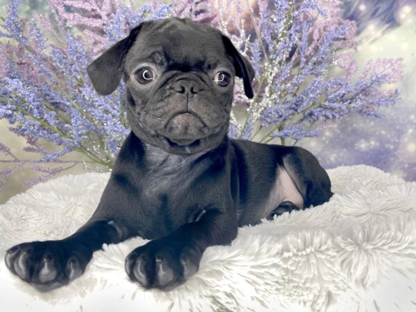 Pug DOG Male Black 2020 Petland Lancaster, Ohio