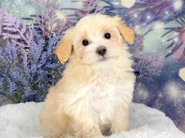 Maltipoo-DOG-Female-cream/white-2026-Petland Lancaster, Ohio