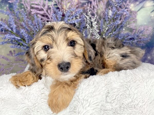 Yorkiepoo-DOG-Female-merle with tan points-2025-Petland Lancaster, Ohio