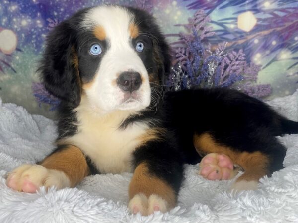 Bernese Mountain Dog-DOG-Female-blk tri-2033-Petland Lancaster, Ohio