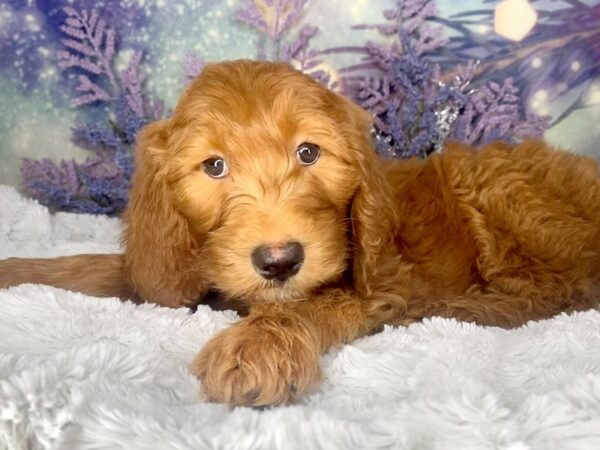 2nd Generation Goldendoodle DOG Male RED 2031 Petland Lancaster, Ohio