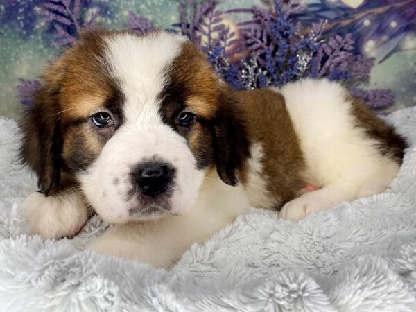 Saint Bernard-DOG-Female-SABLE WHITE-2030-Petland Lancaster