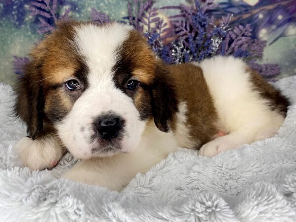 Saint Bernard DOG Female SABLE WHITE 2030 Petland Lancaster, Ohio