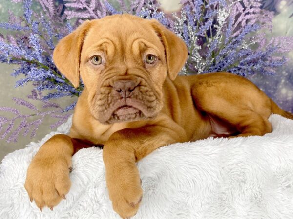 Dogue de Bordeaux DOG Female Red 2029 Petland Lancaster, Ohio