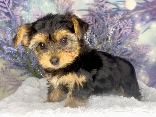 Yorkshire Terrier DOG Female blk and tan 2038 Petland Lancaster, Ohio