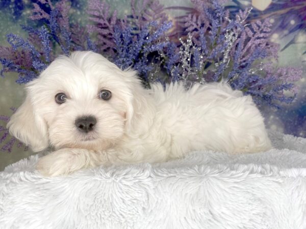 Teddy Bear DOG Male white, some cream 2035 Petland Lancaster, Ohio