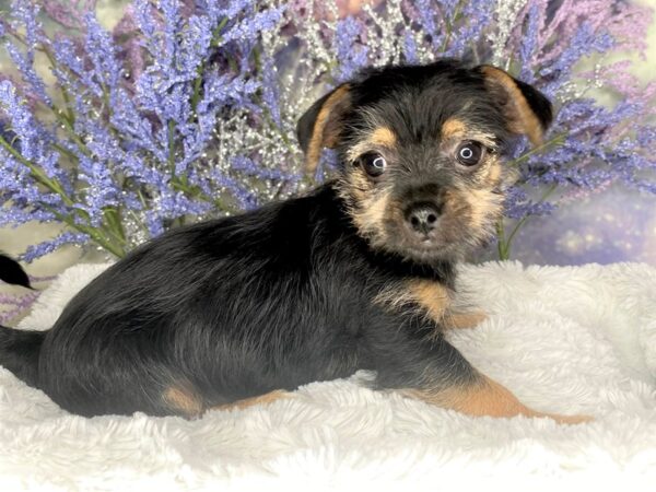 Chorkie-DOG-Female-Black and tan-2036-Petland Lancaster, Ohio