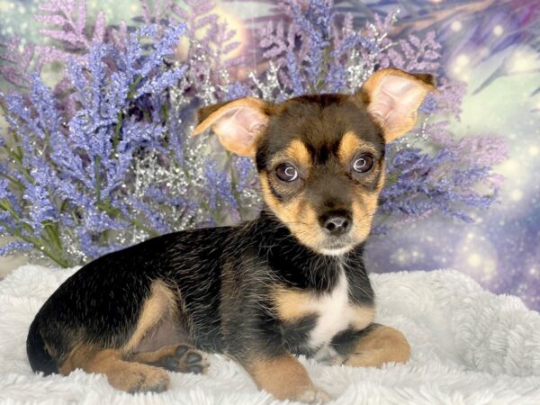 Chorkie DOG Female BLACK AND TAN 2040 Petland Lancaster, Ohio