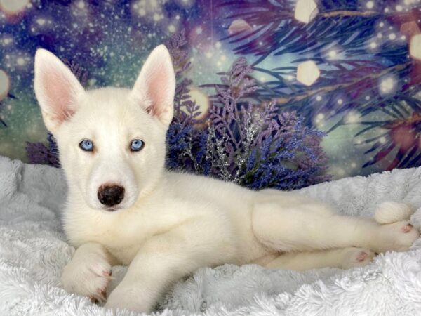 Siberian Husky-DOG-Female-White-2009-Petland Lancaster, Ohio