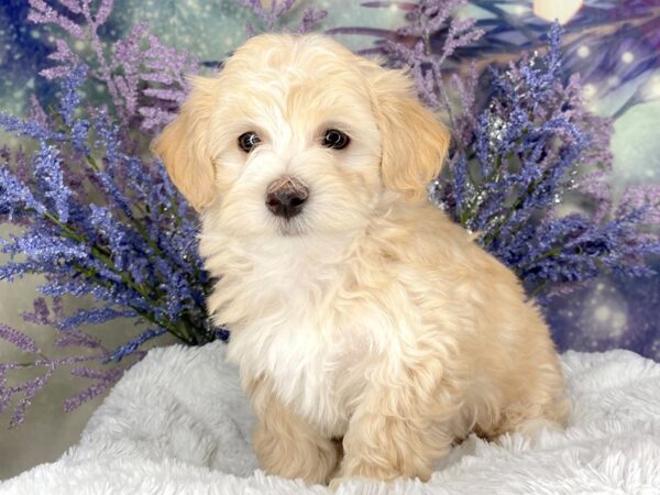 Maltipoo DOG Male cream/white 2027 Petland Lancaster, Ohio