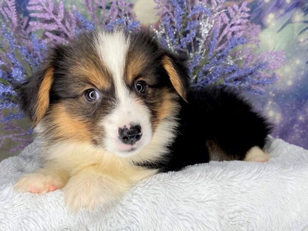 Pembroke Welsh Corgi DOG Male Black White / Tan 2028 Petland Lancaster, Ohio