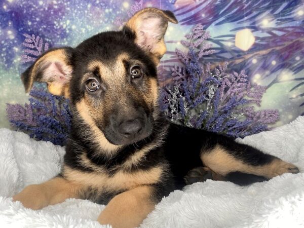 German Shepherd DOG Male blk and ran 2032 Petland Lancaster, Ohio