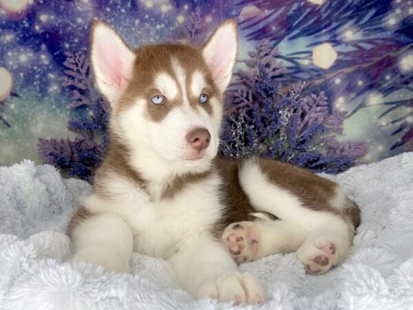 Siberian Husky Puppy red and white ID:2037 Located at Petland Lancaster,  Ohio