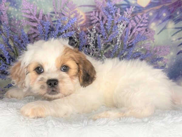 Pekepoo DOG Male mostly white, and brown 2034 Petland Lancaster, Ohio