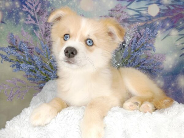 Pomsky DOG Male Orange Sable 2042 Petland Lancaster, Ohio