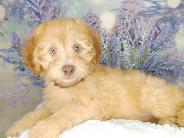 Whoodle Mini DOG Male Wheaten 2043 Petland Lancaster, Ohio