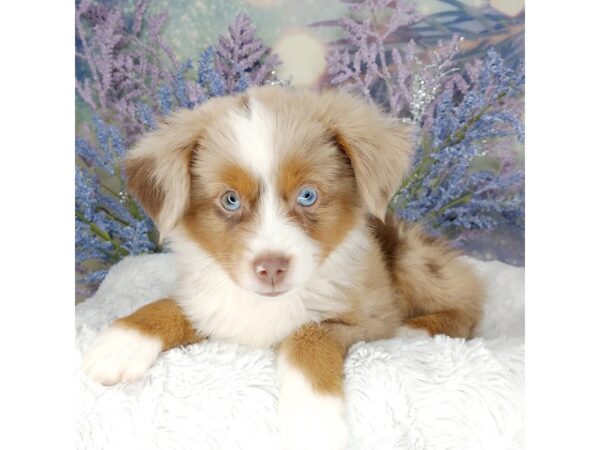 Miniature Australian Shepherd DOG Female Red Merle 2044 Petland Lancaster, Ohio