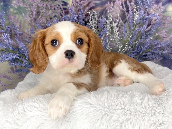 Cavalier King Charles Spaniel-DOG-Male-rd/wht-2054-Petland Lancaster, Ohio